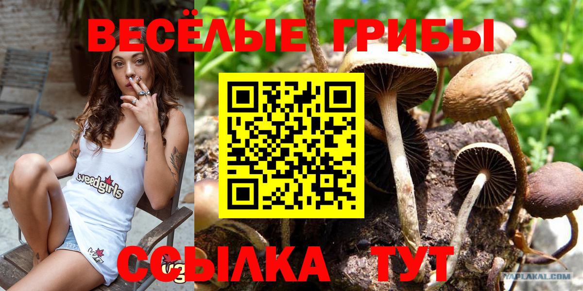 Сорочинск  Галлюциногенные грибы MAGIC MUSHROOMS  Вход с VPN 